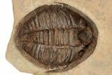 Two Asaphid Trilobites (One Dorsal, One Ventral) - Taouz, Morocco #189681-2